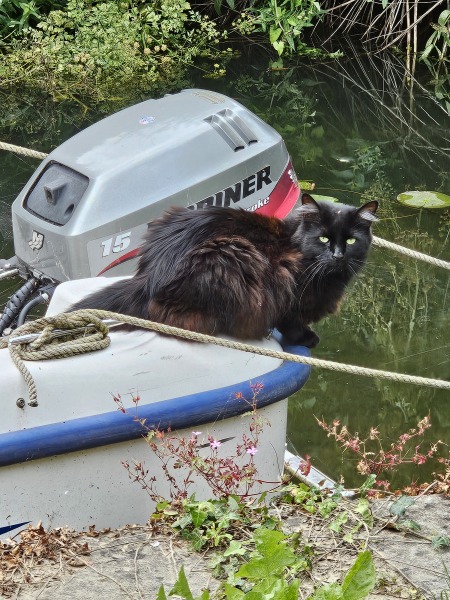 Carry On Catting - the Excellent Cats do what they do best