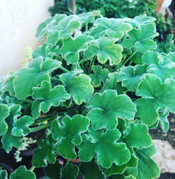 The Bluestocking  women's Pub- spring is sprunging and MN's name generator can do one!