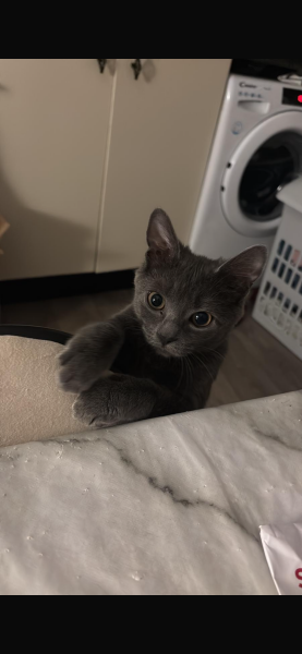 8 month old female kitten litter tray problems - please help a girl out