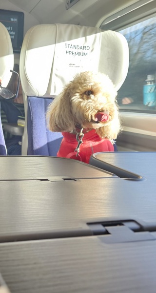 Carry On Catting - the Excellent Cats do what they do best