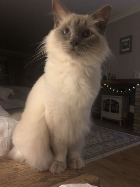 To ask, what are your pets’ most annoying habits?