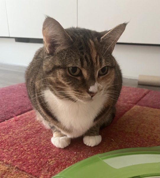 Carry On Catting - the Excellent Cats do what they do best