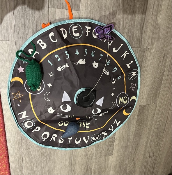 Carry On Catting - the Excellent Cats do what they do best