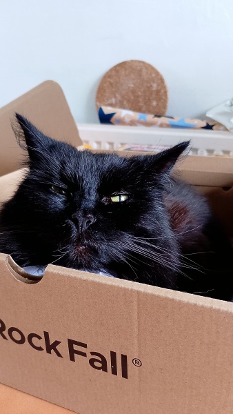 Thanks for the cat photos!