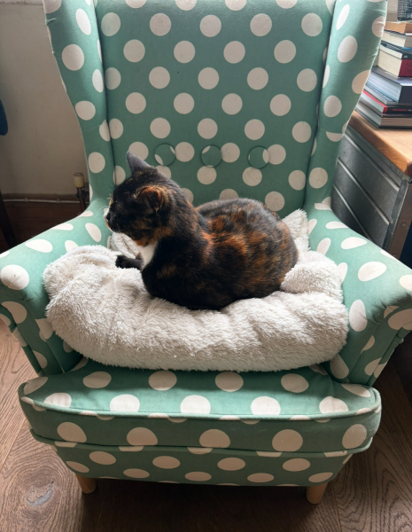 Woolly Hugs. A blanket for lovely wafflenose who has tragically lost her daughter. Can you help us please?