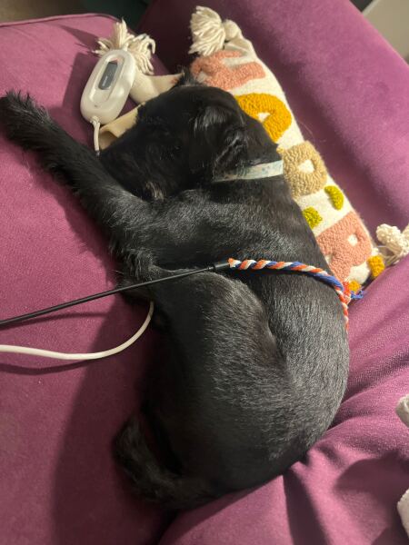Has anyone learnt to groom their own  dog?