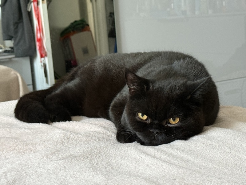Thanks for the cat photos!
