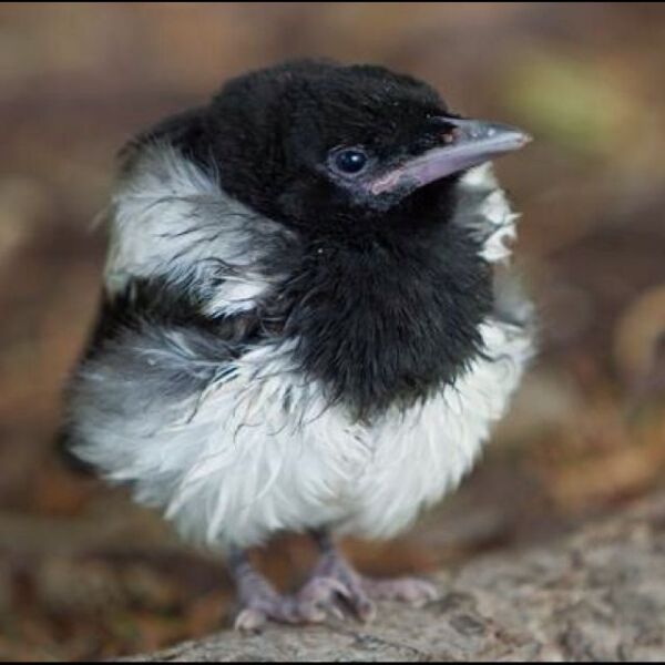 The Bluestocking - Best Pub on the Internet