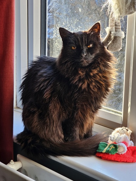 Thanks for the cat photos!