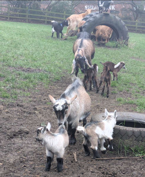 Year round Nigel Slater discussion thread - Part 3