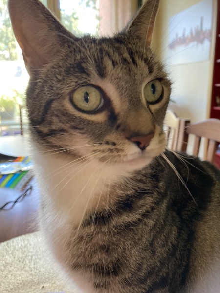 Carry On Catting - the Excellent Cats do what they do best