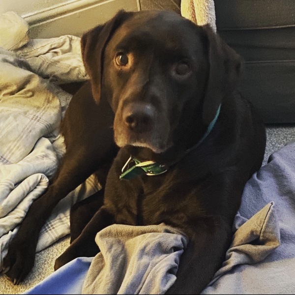Is anyone up? My boy is dying.