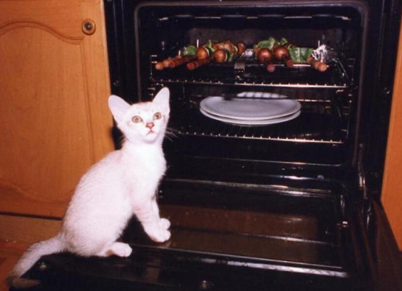 Kittens on worktops