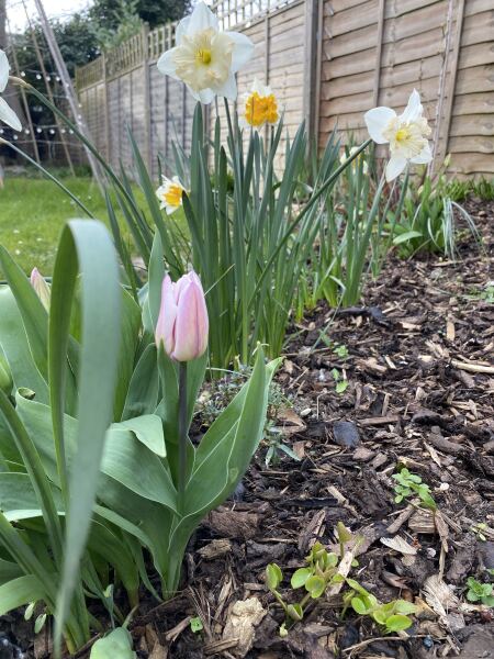 What have you done in the garden today? Part 8