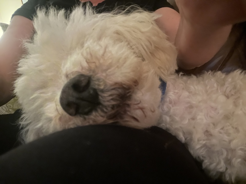 Considering adopting a 9 year old rescue dog, any advice?
