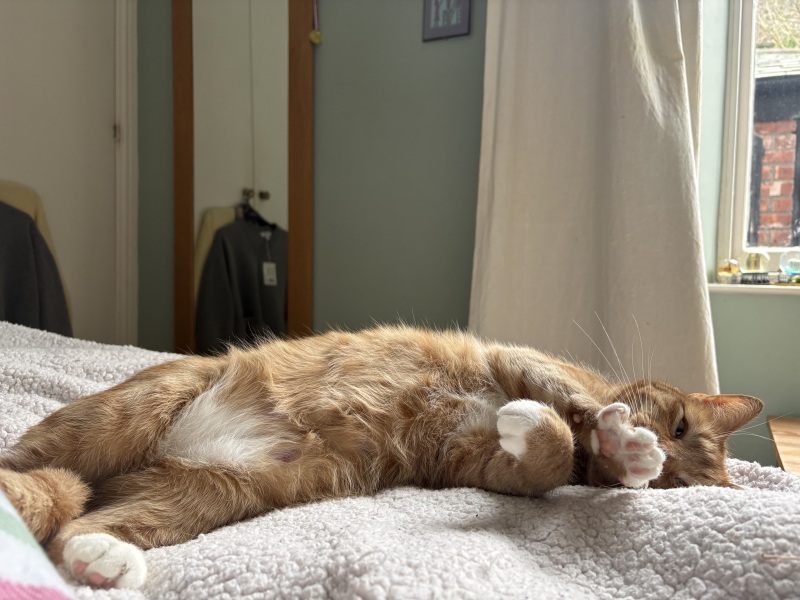 Thanks for the cat photos!