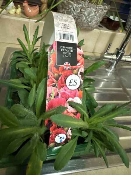 Bought these poppies today