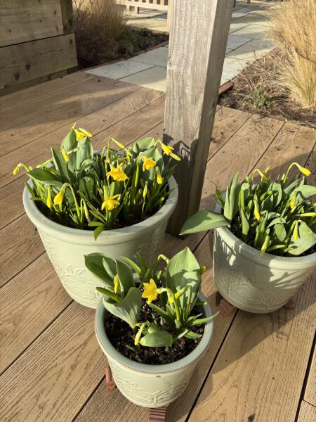 Tulip bulbs - plant BEFORE or AFTER the first frost?