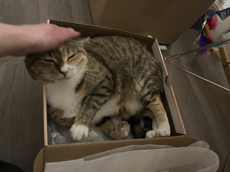 Carry On Catting - the Excellent Cats do what they do best