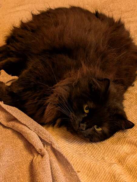 Carry On Catting - the Excellent Cats do what they do best