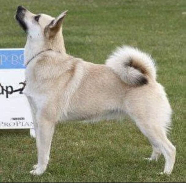 Thread 46 Starmer: Meloj kaj kastoroj sur monbiletoj, arbaro de kolero