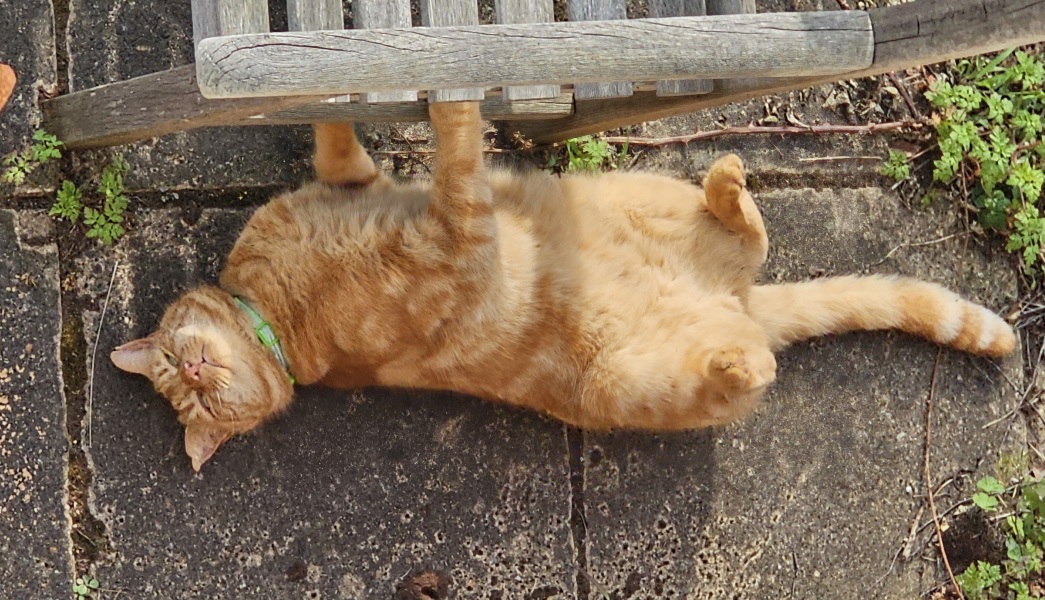 Carry On Catting - the Excellent Cats do what they do best