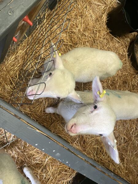 Year round Nigel Slater discussion thread - Part 3