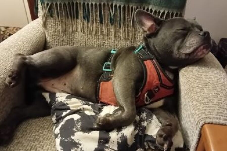 The Continuing Support Thread for Anyone Trying to Lead an Alcohol-Free Life Spring 2026