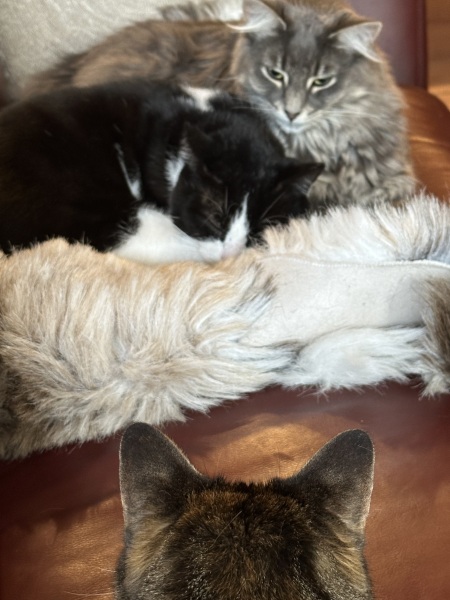 Carry On Catting - the Excellent Cats do what they do best