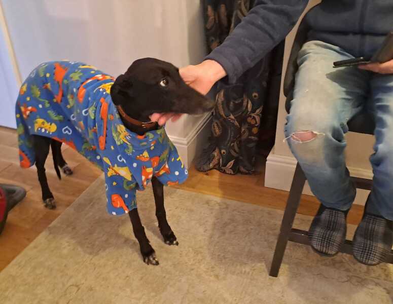 To ask, what are your pets’ most annoying habits?