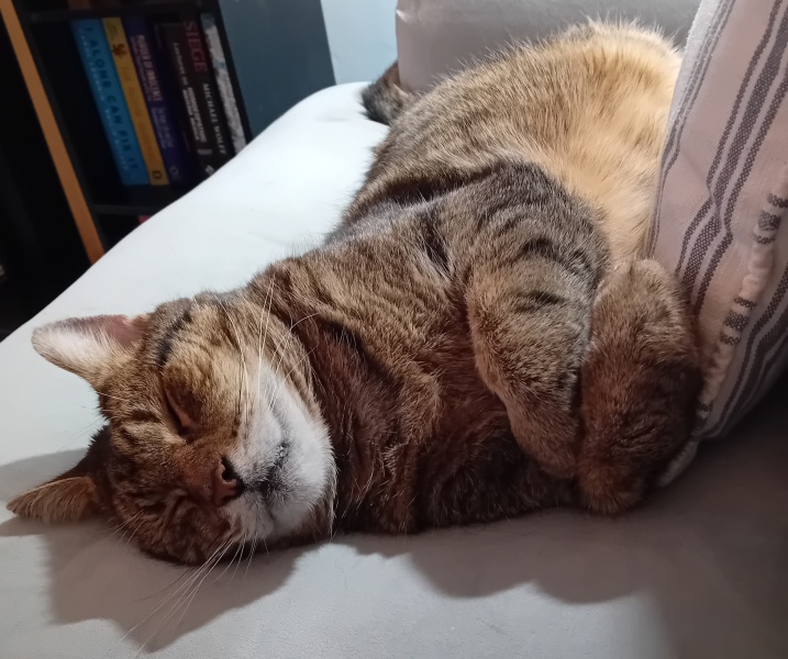 Carry On Catting - the Excellent Cats do what they do best