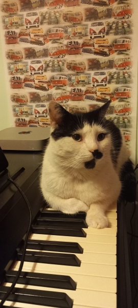 Carry On Catting - the Excellent Cats do what they do best