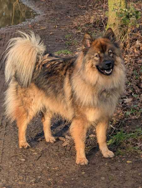 Which Crufts tickets?