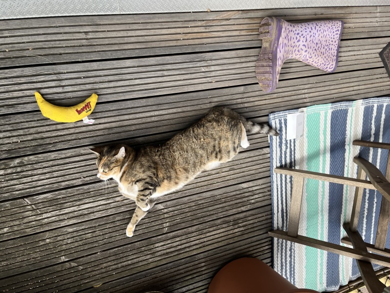 Carry On Catting - the Excellent Cats do what they do best