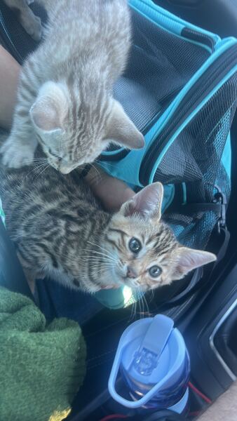 Cat advice please!