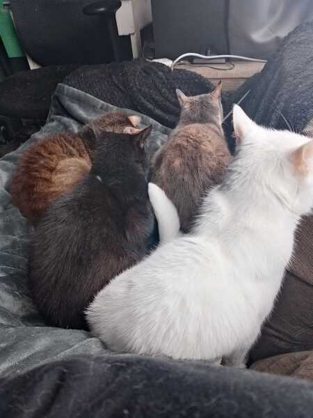 Carry On Catting - the Excellent Cats do what they do best