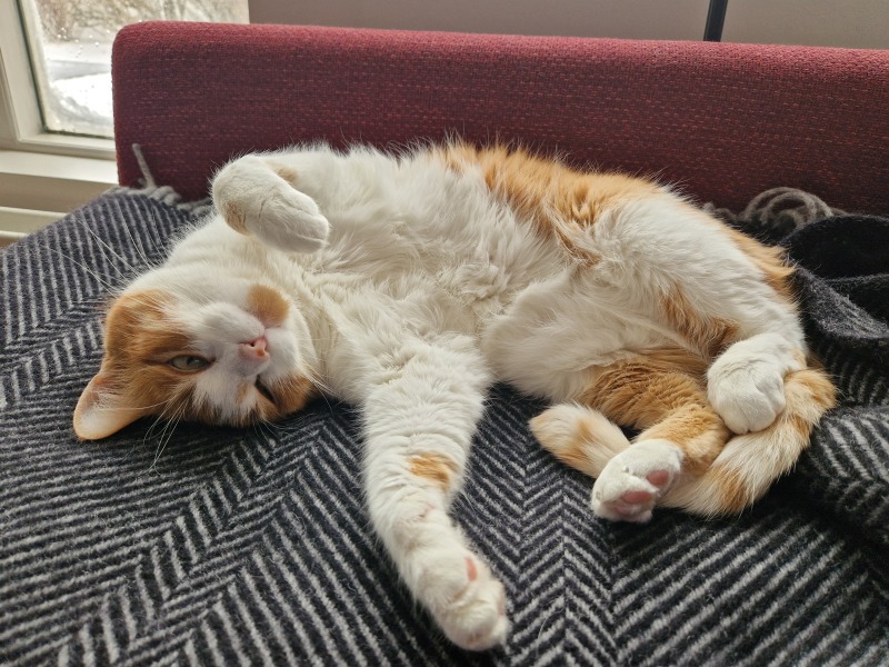 Carry On Catting - the Excellent Cats do what they do best