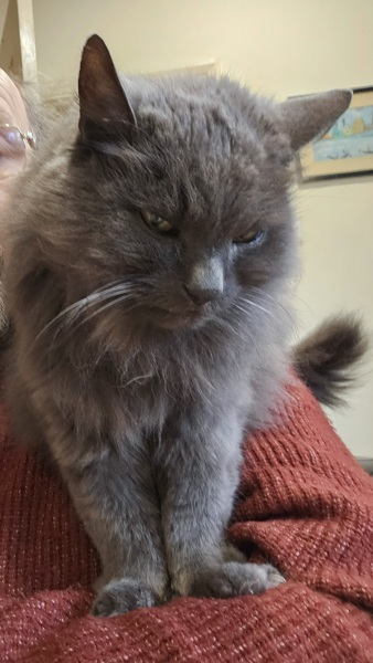 Carry On Catting - the Excellent Cats do what they do best