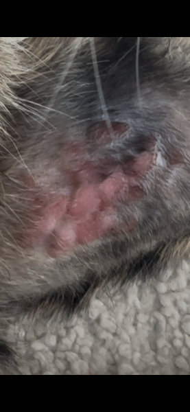 Just noticed this on my cats leg- Raised and Sore