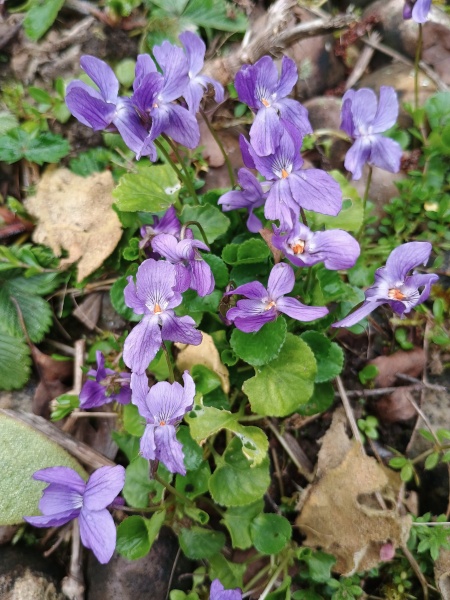 The Bluestocking Inn, cocktails and cocoa and all