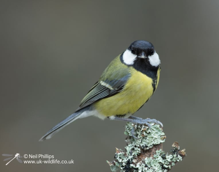 The Bluestocking  women's Pub- spring is sprunging and MN's name generator can do one!