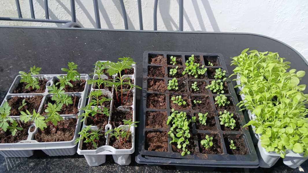 What do i do with theese plants