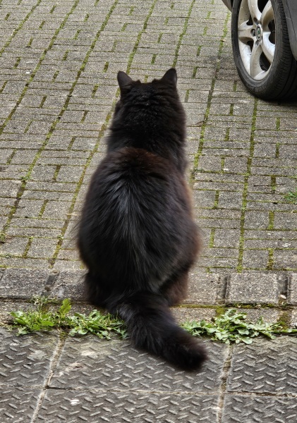 Carry On Catting - the Excellent Cats do what they do best