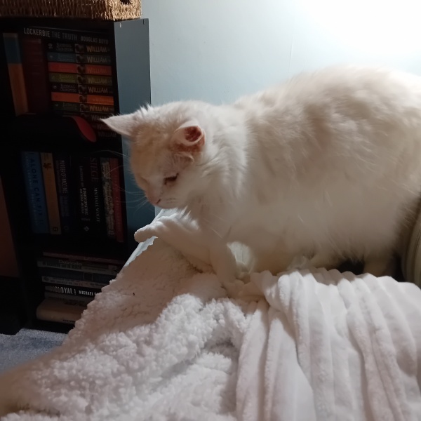 Carry On Catting - the Excellent Cats do what they do best