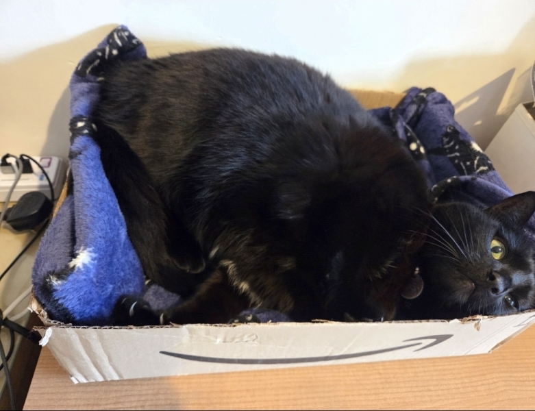 Carry On Catting - the Excellent Cats do what they do best