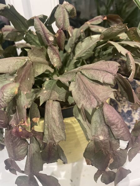 Very unhappy Christmas cactus can anyone help??