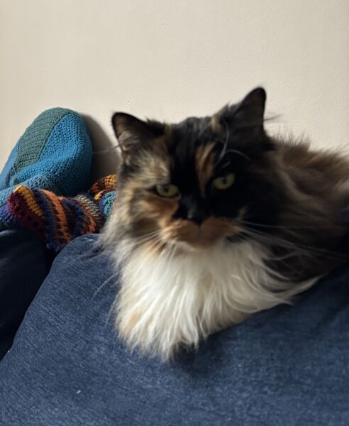 Matted fur, best tools for the job?