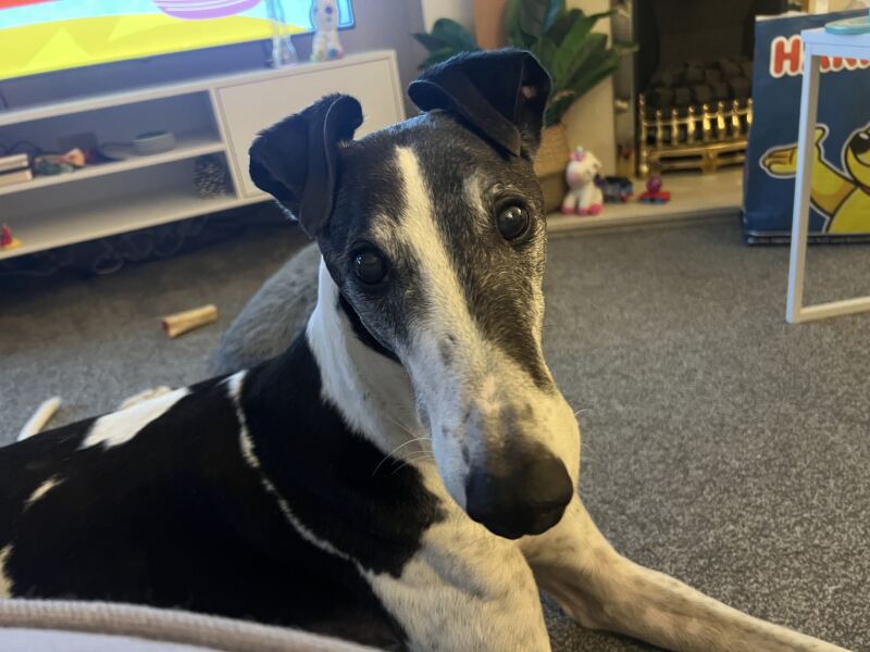 Considering adopting a 9 year old rescue dog, any advice?