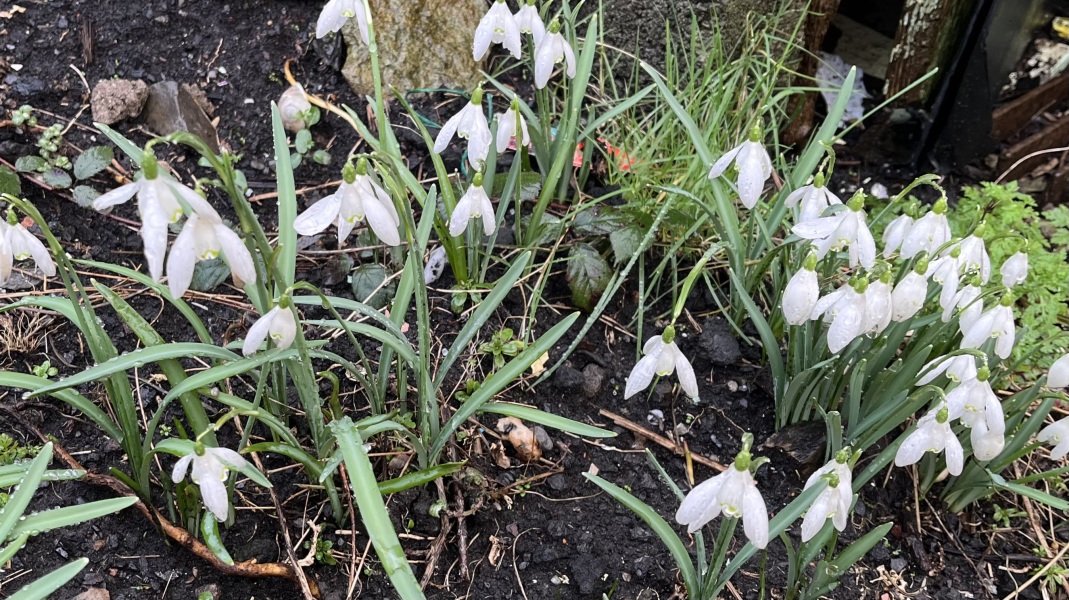 What have you done in the garden today? Part 7