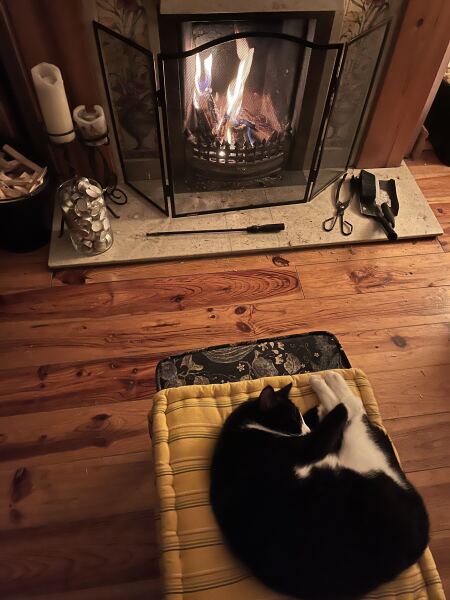 Carry On Catting - the Excellent Cats do what they do best